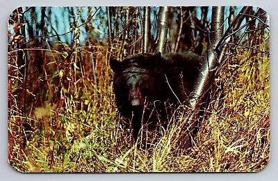 Greetings From Manitowish Waters Wisconsin Vintage Unposted Postcard Black Bear • $10.50