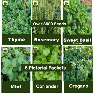 £5.25 • Buy HERB COLLECTION  6 Packets Of HERB SEEDS - Oregano, Coriander, Basil, Mint,Thyme