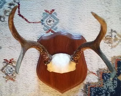 Vintage Deer Antlers Mounted On Wood Plaque • $34.50