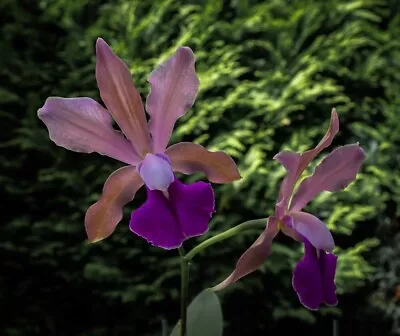 Cattleya Orchid Species   C. Bi-colour   Dark Form.  • $18