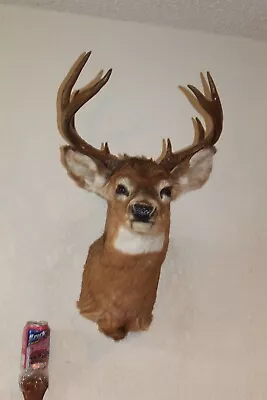 Whitetail Deer Head Shoulder Mount Taxidermy Cape Shed Antler Hunt Mule Rack • $175