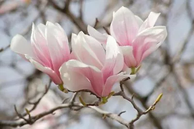 3 Pack Of Saucer Magnolia Trees Soulangeana 6-12  In A 2 1/2  Cup • $41.99