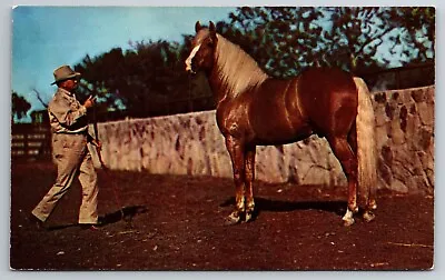 Vintage Postcard CO Greetings Palamino Horse Trainer Chrome ~12617 • $1.97