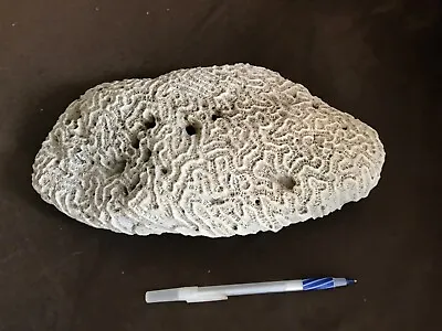 HUGE Natural Large White Brain Coral 11.5 In X 6.0 In X 3.5 Inches • $200