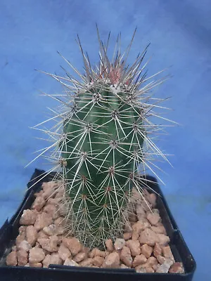 Pachycereus Pringlei Cardon Mex Saguaro World's TALLEST CACTUS Plant  3 -4  Tall • $13.99