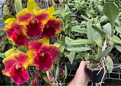 RON Cattleya Orchid Rth Siam Fancy 'Wing Of Fire' FLOWERING SIZE CLONE 100mm Pot • $35