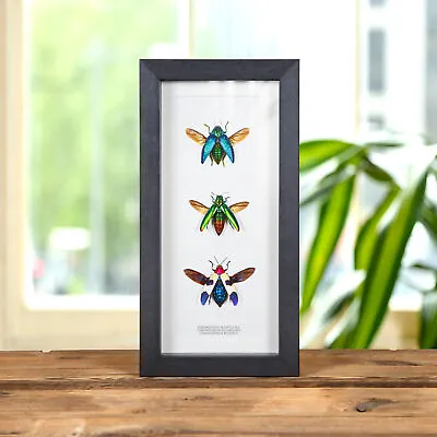 Jewel Beetle Trio In Box Frame (Polybothris Sumptuosa Chrysochroa Fulminans & B • $80.92