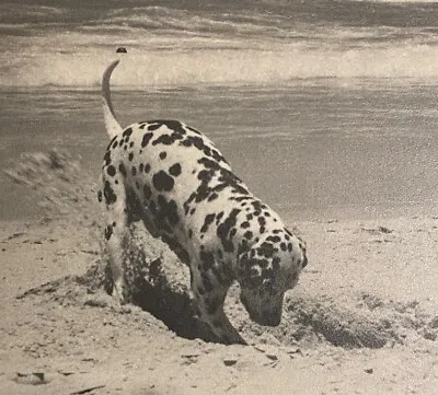 1950s QLD COAST BEACH REAL PHOTOS CLASSIC SPEEDBOAT DALMATION DIGS HOLE EJ PARR! • $29.99