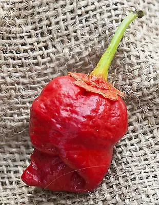 Bubblegum 7 Pot Scorpion Super Hot Pepper Premium Seed Packet • $8.99