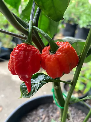 LIVE PLANT Lot Of 3  -   CAROLINA REAPER   - Seedlings Worlds Hottest Peppers • $18