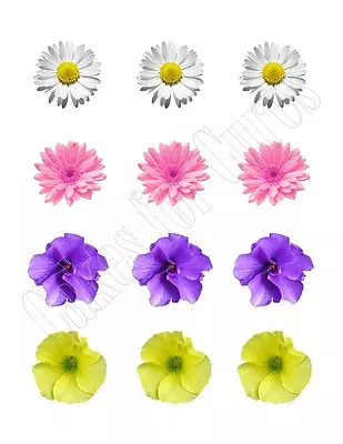 Spring Flowers Edible Party Cupcake Toppers Decoration Frosting Toppers 12/sheet • $9.95