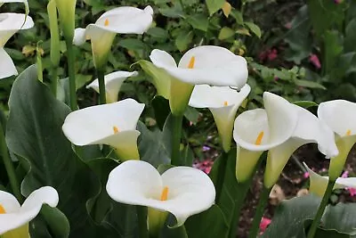 Bog Arum Calla Palustris Pond Live Water Plant Aquatic Marginal • £6.95