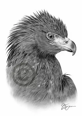 £8.99 • Buy GOLDEN EAGLE Bird Pencil Drawing Art Print A4 / A3 Signed By UK