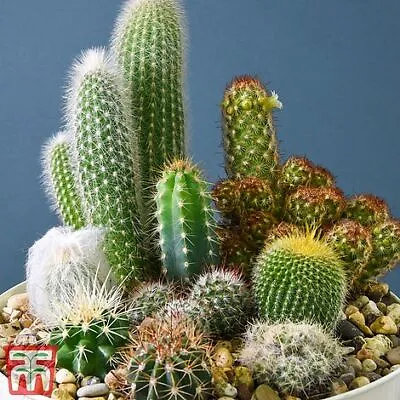 Thompson & Morgan Cactus Mix House Plant Seeds Tender Perennial 1 Pack 75 Seeds • £2.99