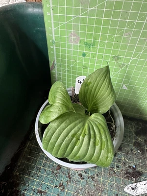 £2.50 • Buy Hosta - Unknown Hosta - Garden Ready - Lot 49
