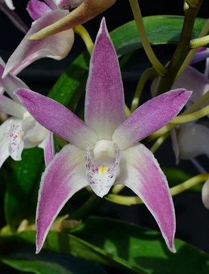$14 • Buy Orchid -Dendrobium Brimbank Cerise