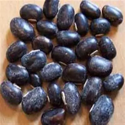 Mucuna Pruriens Black Kaunch Beej Whole Cowhage Cowitch.Velvet Bean Buffalo Bean • $104