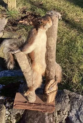 Taxidermy Mount Squirrel Full Body Standing Decor Cabin Man Cave Preowned • $150