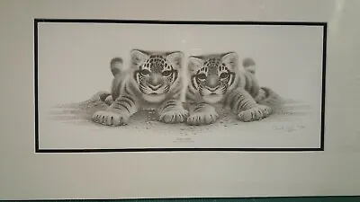 £39.95 • Buy Young Stripes Tiger Cubs Warwick Highs Limited Edition Mounted