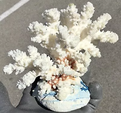 5” White Coral Cluster Ocean Aquarium Decor With Stand Natural Dried Fossil • $17.50