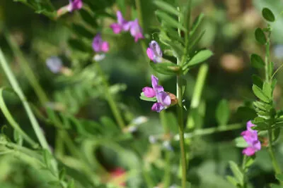 Organic Green Manure Tares Seeds • £2.49