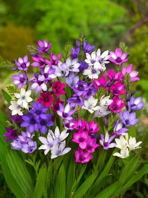 10 X  Babiana Stricta Mixed Bulbs Baboon Flower Fragrant Perennial Garden Plant • £5.49