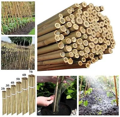 4ft Bamboo Canes Strong Large Sticks Garden Support Heavy Duty Stakes Pole Plant • £11.49