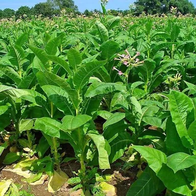 1000 Virginia Gold Tobacco Seeds ~ Heirloom Nicotiana Tabacum ~ Fast Grow • $5.95