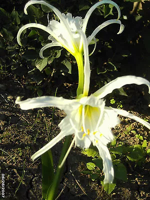 15 Peruvian White Daffodil STARTER Bulbs - Hymenocallis Festalis - Unusual Bloom • $14.99