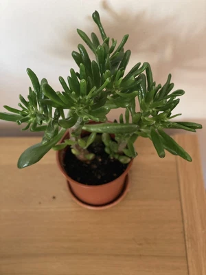 £7.50 • Buy Money Tree , Jade Plant - Crassula Ovata Gollum