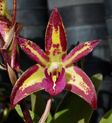 $7 • Buy Orchid -Dendrobium Radiant Aurora