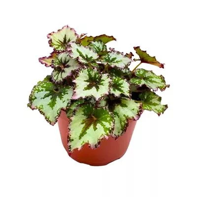 Harmony's Strawberry Shortcake Begonia Rex Gray With Pink Edges • $43.74