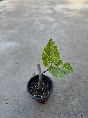 Fig Fruit Tree Cutting With Pot 8” Live Plant Ready To Plant • $25.99