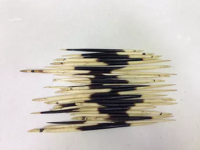 African Porcupine Quills Lot Of 3 • $6.45