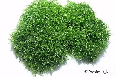 £7.99 • Buy Riccia Fluitans [Crystalwort] Live Floating Or Carpeting Moss 15g