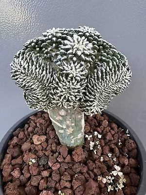 Very Rare Large Ariocarpus Kotschoubeyanus Crested Cactus Graft Rooted • $1499