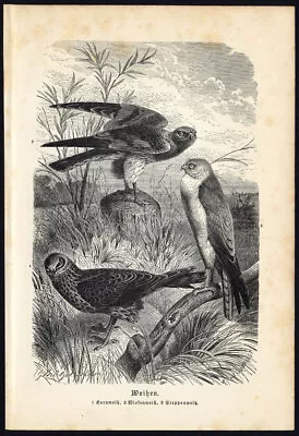 £35.40 • Buy Antique Print-HEN HARRIER-MONTAGUE'S HARRIER-MONOCHROME-Brehm-1890