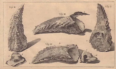 Oyster Shells. Molluscs 1757 Old Antique Vintage Print Picture • $18.65