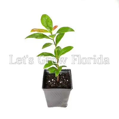 Ochna Serrulata ‘Mickey Mouse’ Plant • $29.95