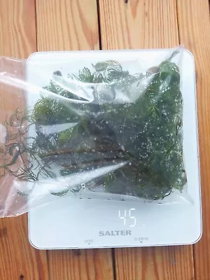 Hornwort 40 Gram Ceratophyllum Demersum Pond Oxygenating Plant Rigid 40 GRAM • £6