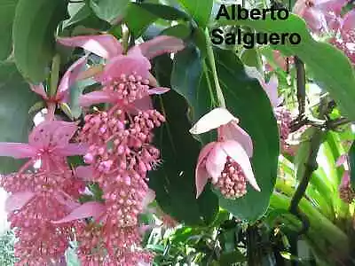 Medinilla Magnifica - 5 Seeds - Rose Grape - Very Rare - Houseplant • $7