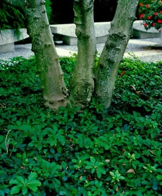 10 Pachysandra Procumbens ~Native Ground Cover~Winter Hardy~Rooted Cuttings • $29.99