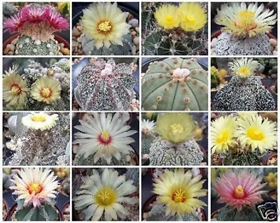 Astrophytum Variety MIX Rare Cactus Seed Lot 100 SEEDS • $29.99