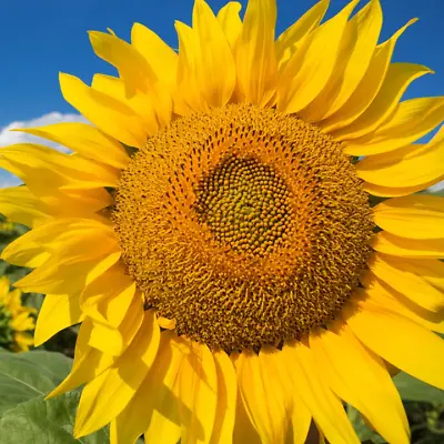 Mammoth Grey Stripe Sunflower Seeds | Huge Giant Russian Sun Flower Seed 2024 • $3.95