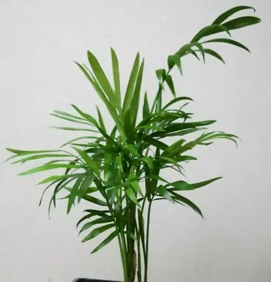 Parlour Palm (Chamaedorea Elegans) - House Plant Bare-Rooted Plants (x 4) • £4.89