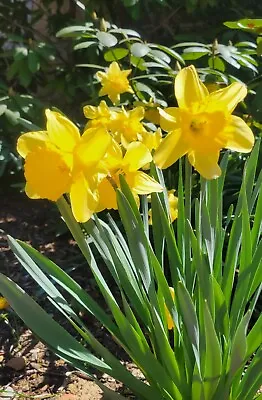 12 Daffodils (Narcissus Pseudonarcissus) Bulbs- Yellow  • $10.95