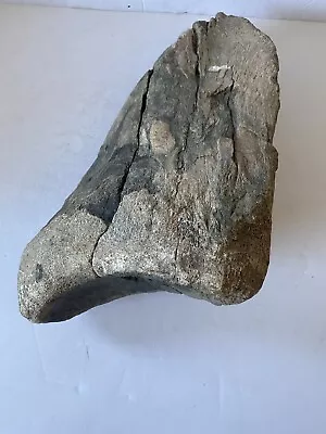 Ancient Fossil Fossilized Scapula / Ball Joint Mammoth Mastodon NW Washington • $204