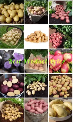 Seed Potatoes First Early Second Early Main Crop-Many Varieties X12 Tubers  • £9.99