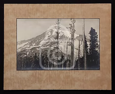 Beautiful Photo Of The Silver Forest. Mt. Rainier Washington. C 1910's  • $49.95