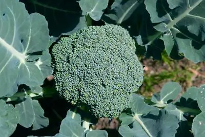 Broccoli Plug Plants  Grow Your Own  Vegetables Ready To Plant Vegetable Plants • £7.49